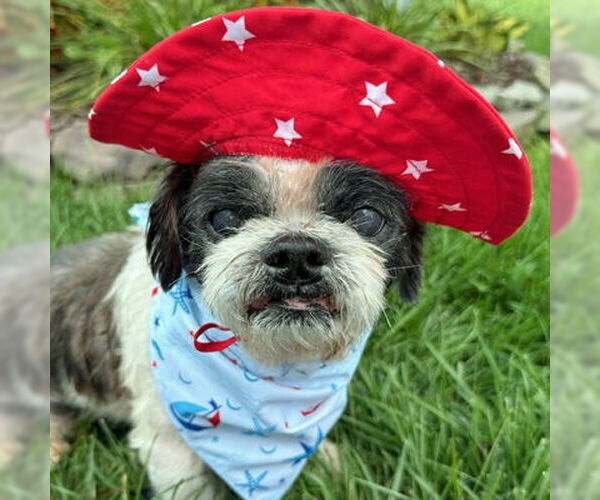 Medium Photo #3 Shih Tzu Puppy For Sale in Arlington, VA, USA