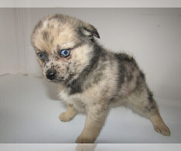 Medium Photo #2 Pomsky Puppy For Sale in KOKOMO, IN, USA