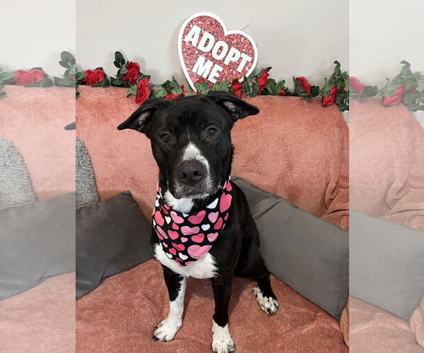 Medium Photo #2 Mutt Puppy For Sale in Rockaway, NJ, USA