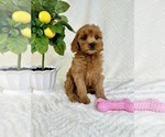 Small #1 Goldendoodle (Miniature)