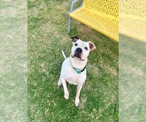 SNOOPY - Male Staffordshire Bull Terrier-Unknown Mix Dog for Adoption - Photo #2