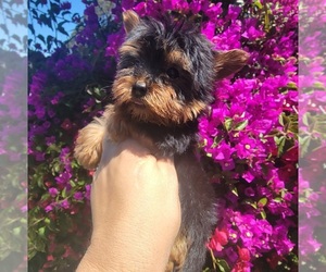 Yorkshire Terrier Puppy for sale in SALINAS, CA, USA