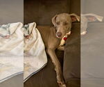 Small Weimaraner Mix