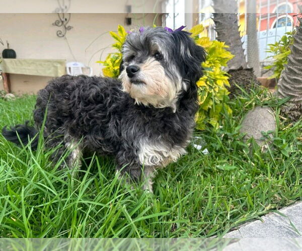 Medium Photo #9 Havanese-Unknown Mix Puppy For Sale in Escondido, CA, USA