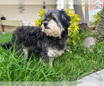 Small #8 Havanese Mix