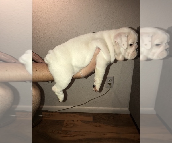 Medium Photo #22 Bulldog Puppy For Sale in CHANDLER, AZ, USA