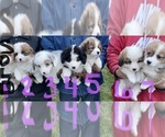 Small Photo #3 Australian Shepherd-Pembroke Welsh Corgi Mix Puppy For Sale in NAPPANEE, IN, USA