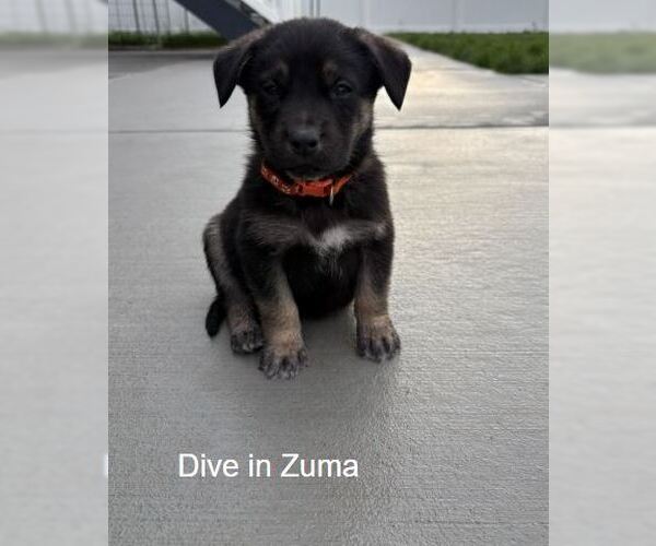 Medium Photo #1 Labrador Retriever-Unknown Mix Puppy For Sale in Sandy, UT, USA
