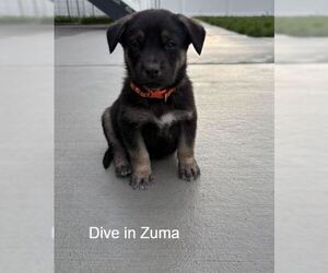 Labrador Retriever-Unknown Mix Dogs for adoption in Sandy, UT, USA
