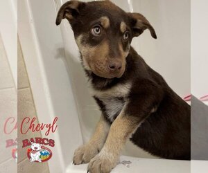 Cheryl - Female Huskies -Unknown Mix Dog for Adoption - Photo #3