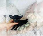 Small #1 Chihuahua