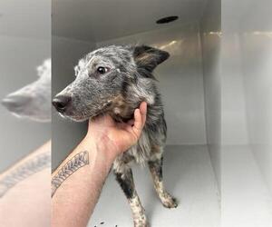 Mutt Dogs for adoption in Houston, TX, USA
