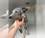 Small Mutt