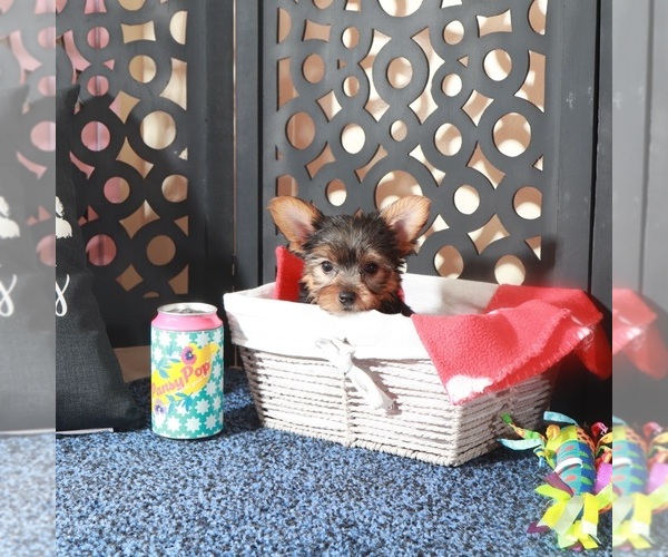 Medium Photo #2 Yorkshire Terrier Puppy For Sale in MOUNT VERNON, OH, USA