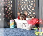 Small #1 Yorkshire Terrier