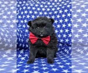 Pomeranian Puppy for sale in CHRISTIANA, PA, USA