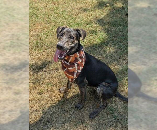 Medium Photo #2 German Pinscher Puppy For Sale in Oakhurst, NJ, USA