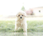 Small Photo #6 Maltipoo Puppy For Sale in WARSAW, IN, USA