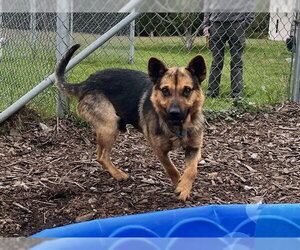 German Shepherd Dog-Unknown Mix Dogs for adoption in McKinleyville, CA, USA