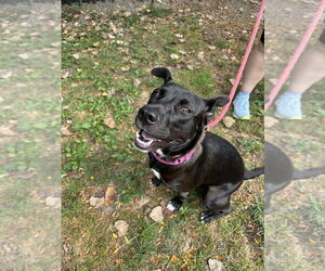 Mutt Dogs for adoption in Elmsford, NY, USA