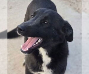 Mutt Dogs for adoption in Canton, CT, USA