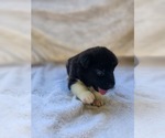 Puppy Puppy 5 Akita