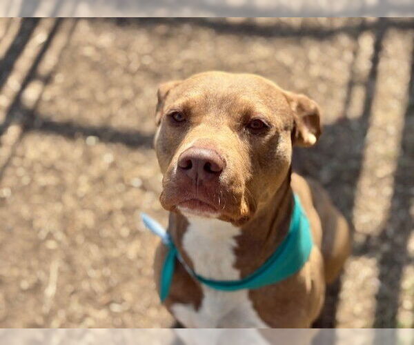 Medium Photo #1 Mutt Puppy For Sale in Tulsa, OK, USA