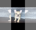 Small Photo #1 French Bulldog Puppy For Sale in DETROIT, MI, USA