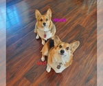 Small Photo #32 Pembroke Welsh Corgi Puppy For Sale in GRAHAM, WA, USA