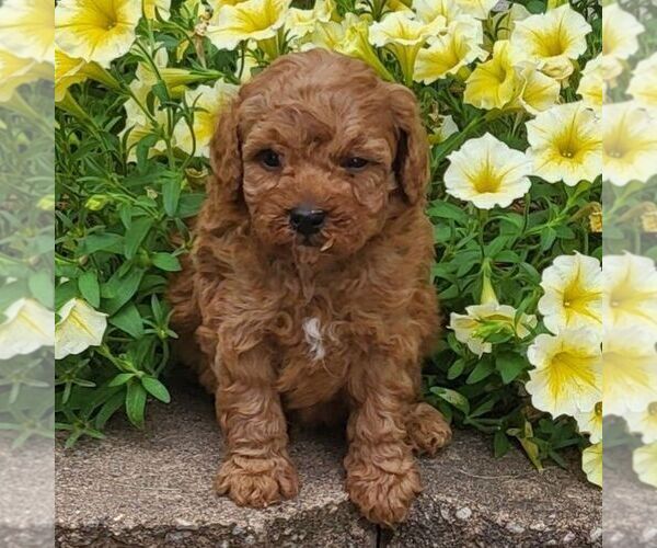 Medium Photo #1 Poodle (Toy) Puppy For Sale in ARTHUR, IL, USA