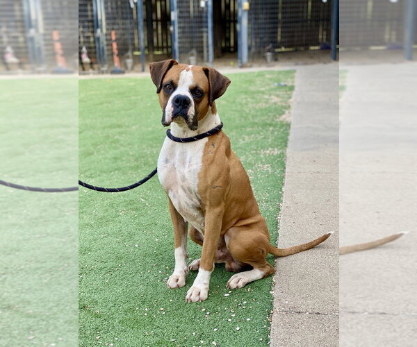Medium Photo #6 Boxer Puppy For Sale in Austin, TX, USA
