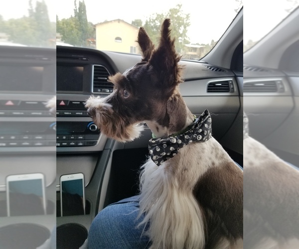 Medium Photo #9 Schnauzer (Miniature) Puppy For Sale in CANBY, OR, USA