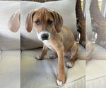 Small #11 Mutt