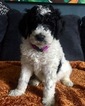 Small Photo #1 Poodle (Standard) Puppy For Sale in ARCADIA, IN, USA