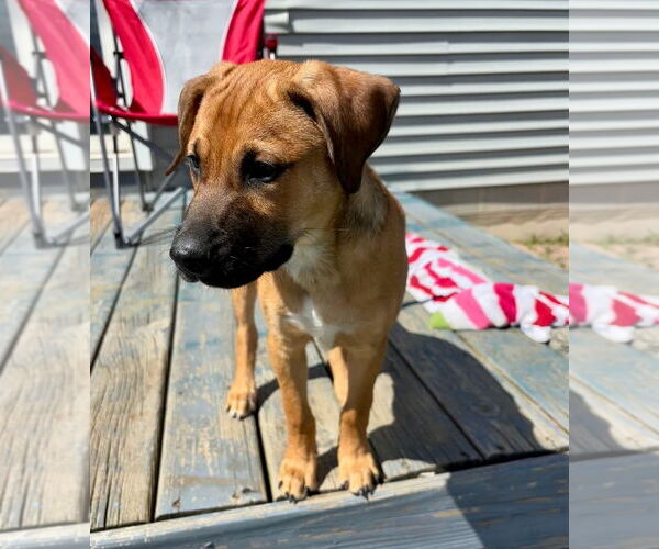 Medium Photo #2 Black Mouth Cur-Unknown Mix Puppy For Sale in Marine City, MI, USA