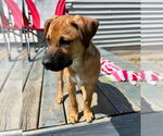 Small #1 Black Mouth Cur Mix