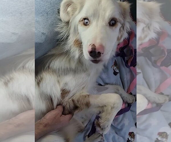 Medium Photo #8 Australian Shepherd-Unknown Mix Puppy For Sale in New York, NY, USA