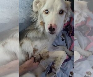 Riley (TN) - Male Australian Shepherd-Unknown Mix Dog for Adoption - Photo #8