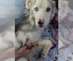 Small #7 Australian Shepherd Mix