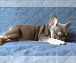 Small Photo #38 French Bulldog Puppy For Sale in MANHATTAN, NY, USA