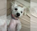 Small #1 Maltese Mix