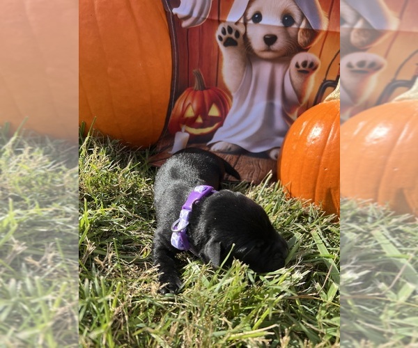 Medium Photo #4 Labrador Retriever Puppy For Sale in NEOLA, WV, USA