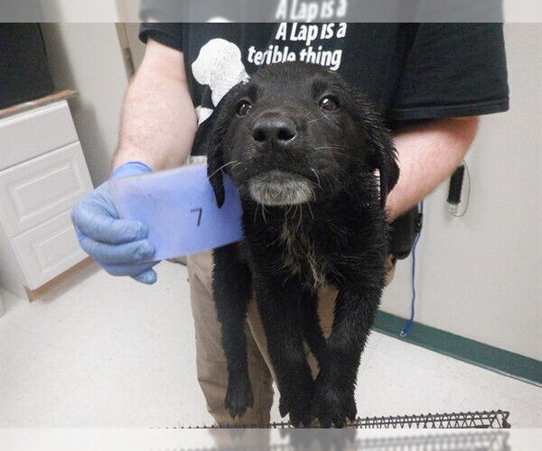 Medium Photo #1 Labrador Retriever-Texas Heeler Mix Puppy For Sale in Oroville, CA, USA