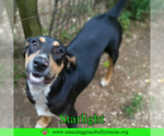 Small #2 Coonhound Mix