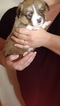 Small Photo #9 Pembroke Welsh Corgi Puppy For Sale in JURUPA VALLEY, CA, USA