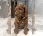 Small #1 Golden Retriever-Poodle (Toy) Mix