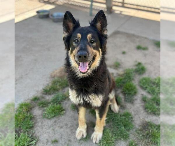 Medium Photo #1 German Shepherd Dog-Unknown Mix Puppy For Sale in Modesto, CA, USA