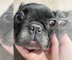 French Bulldog Puppy for sale in JACKSONVILLE, FL, USA
