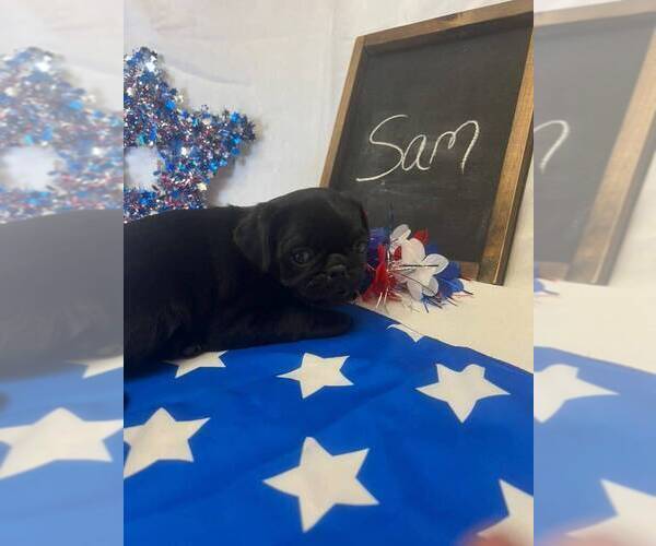 Medium Photo #1 Pug Puppy For Sale in BRIDGEWATER, VA, USA