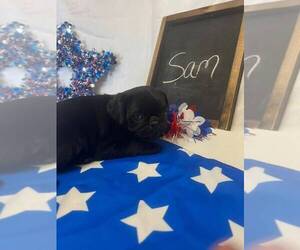 Medium Pug